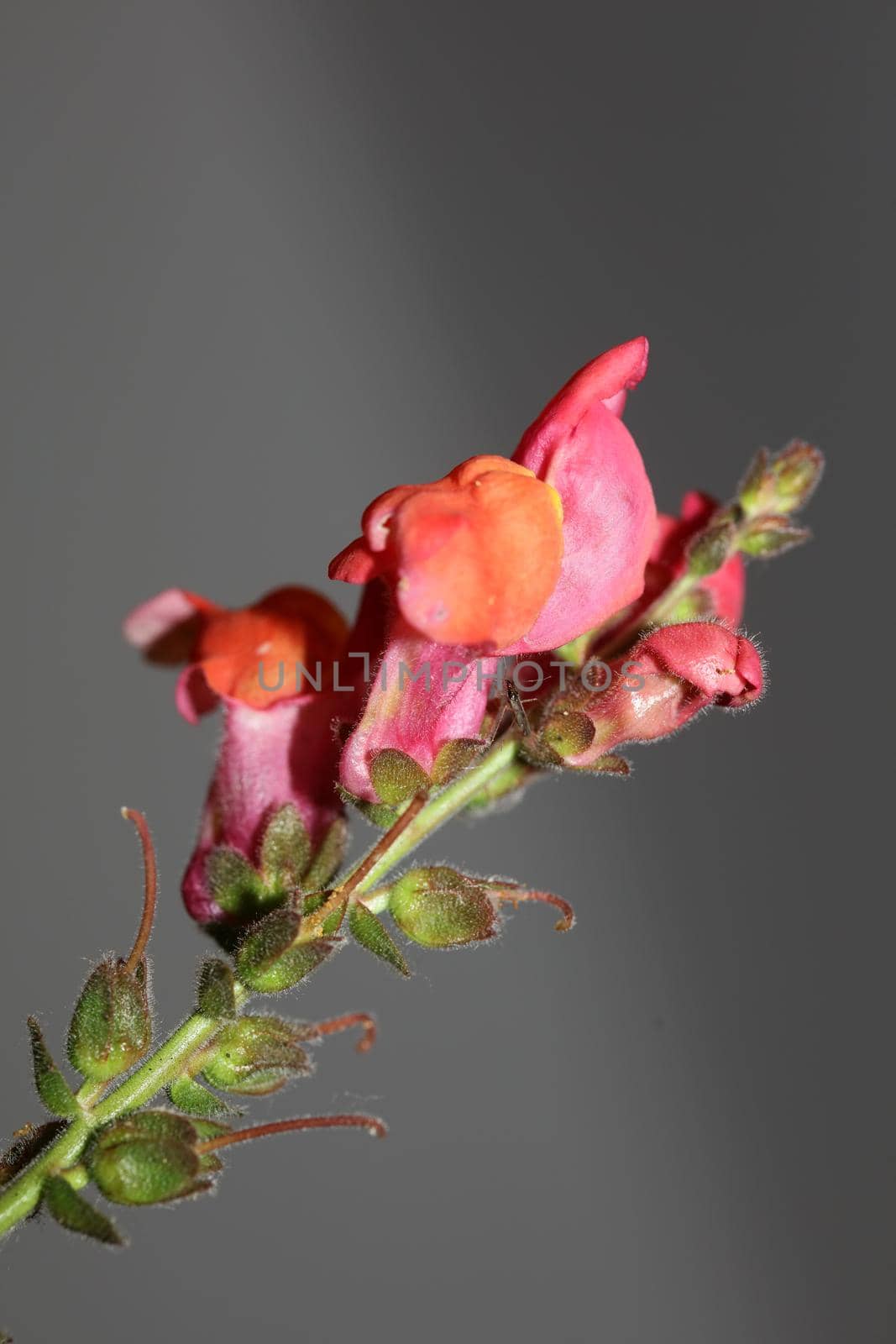 Red flower blossoming macro botanical background Antirrhinum majus family Plantaginaceae big size print high quality floral home decor by BakalaeroZz