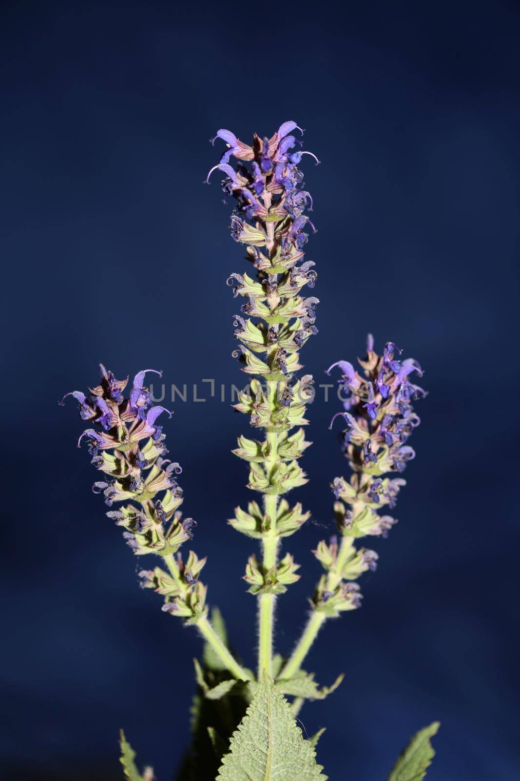 Flower blossoming salvia nemorosa family lamiaceae close up botanical background high quality big size print home decor agricultural plants by BakalaeroZz
