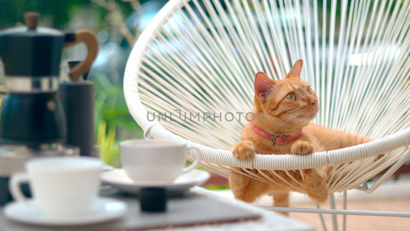Cat relaxing on  plastic rattan chair