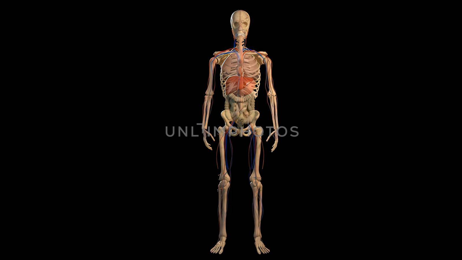 3D Animated of internal organs, nerve, bone, muscle systems created on black background, model 3d illustration