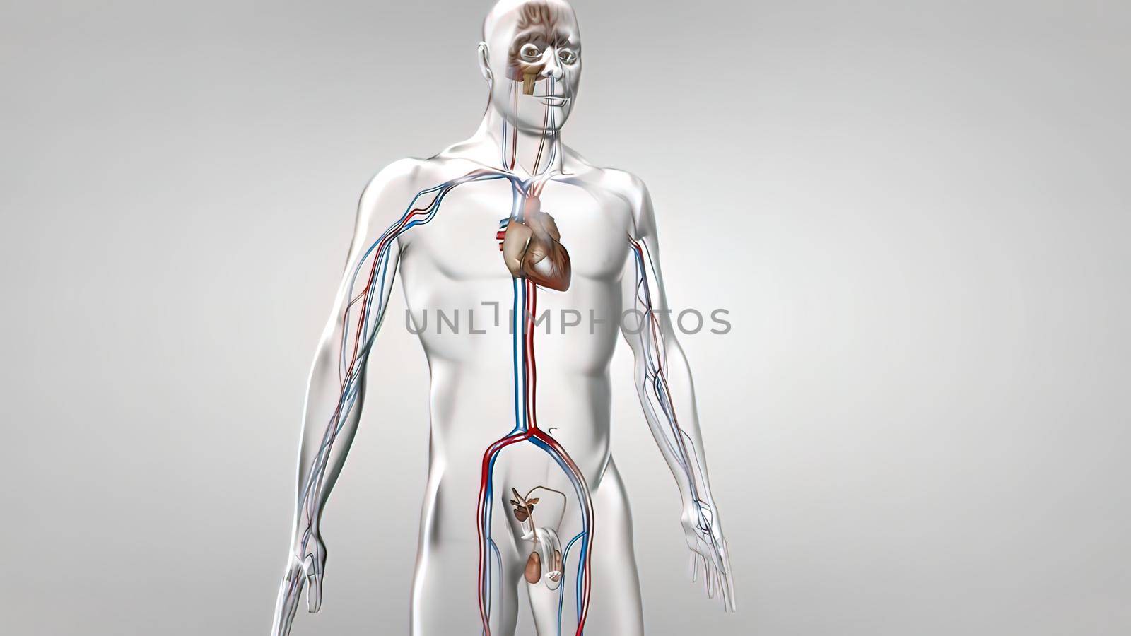 Most men have two testes. The testes are responsible for making testosterone, the primary male sex hormone, and for producing sperm 3D illustration