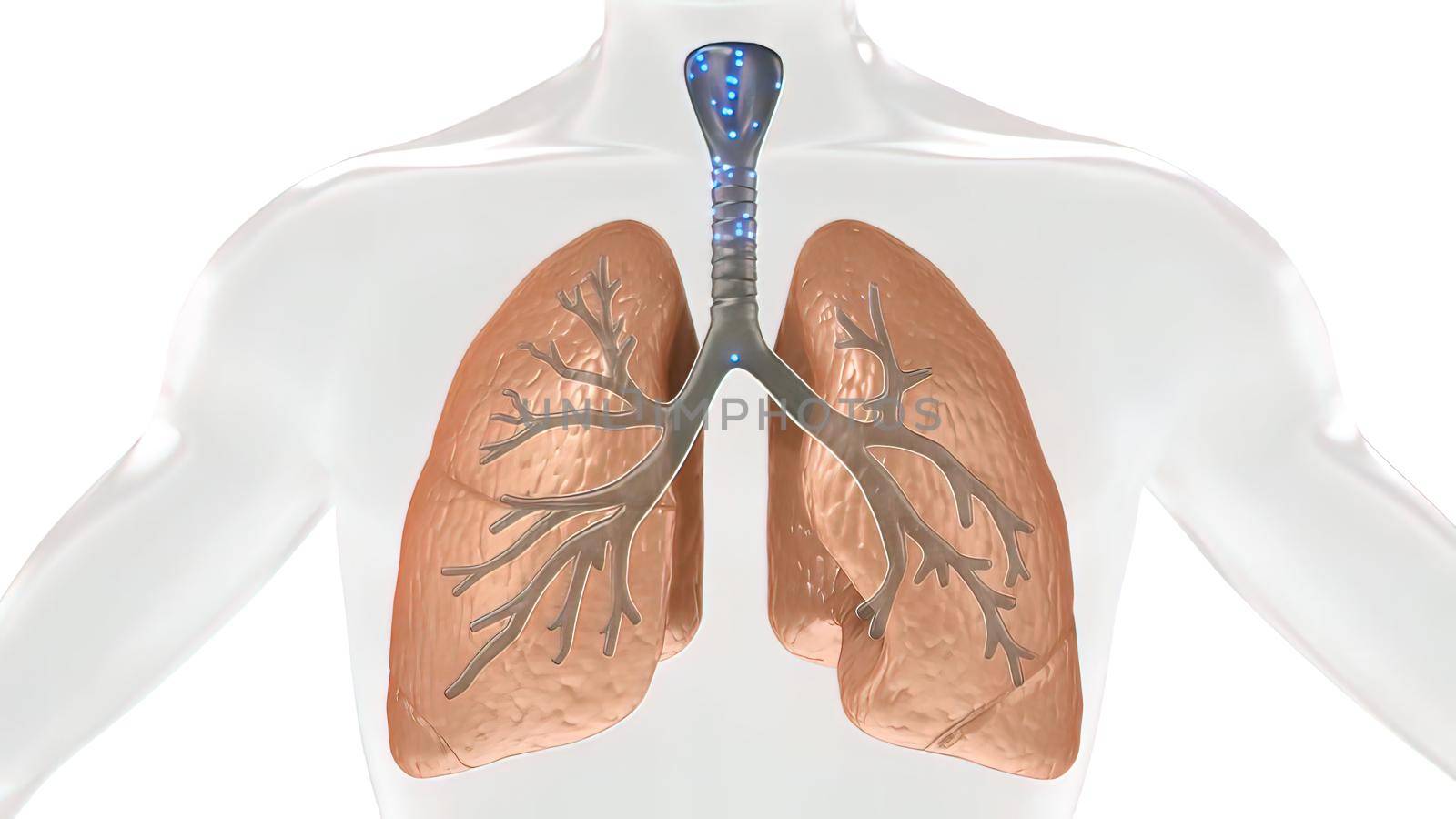 Oxygen and Carbon Dioxide Exchange in the Human Lung by creativepic