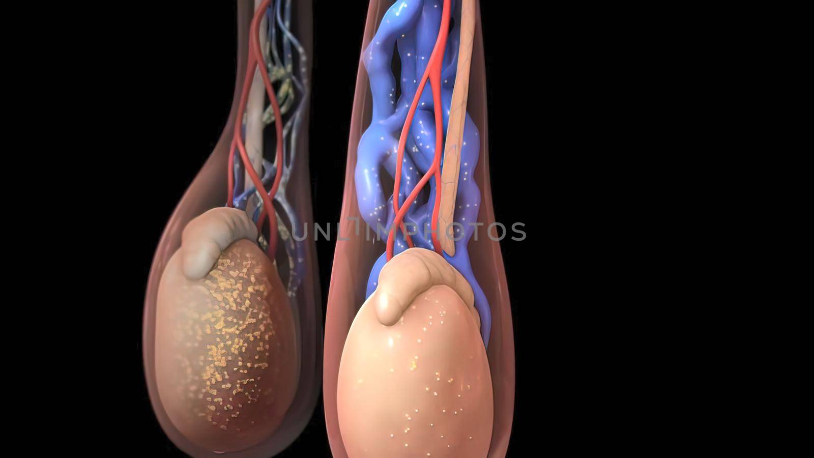 Male reproductive system 3D illustration