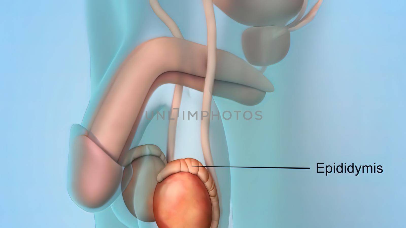 Epididymis, a highly convoluted duct behind the testis, along which sperm passes to the vas deferens. 3D illustration