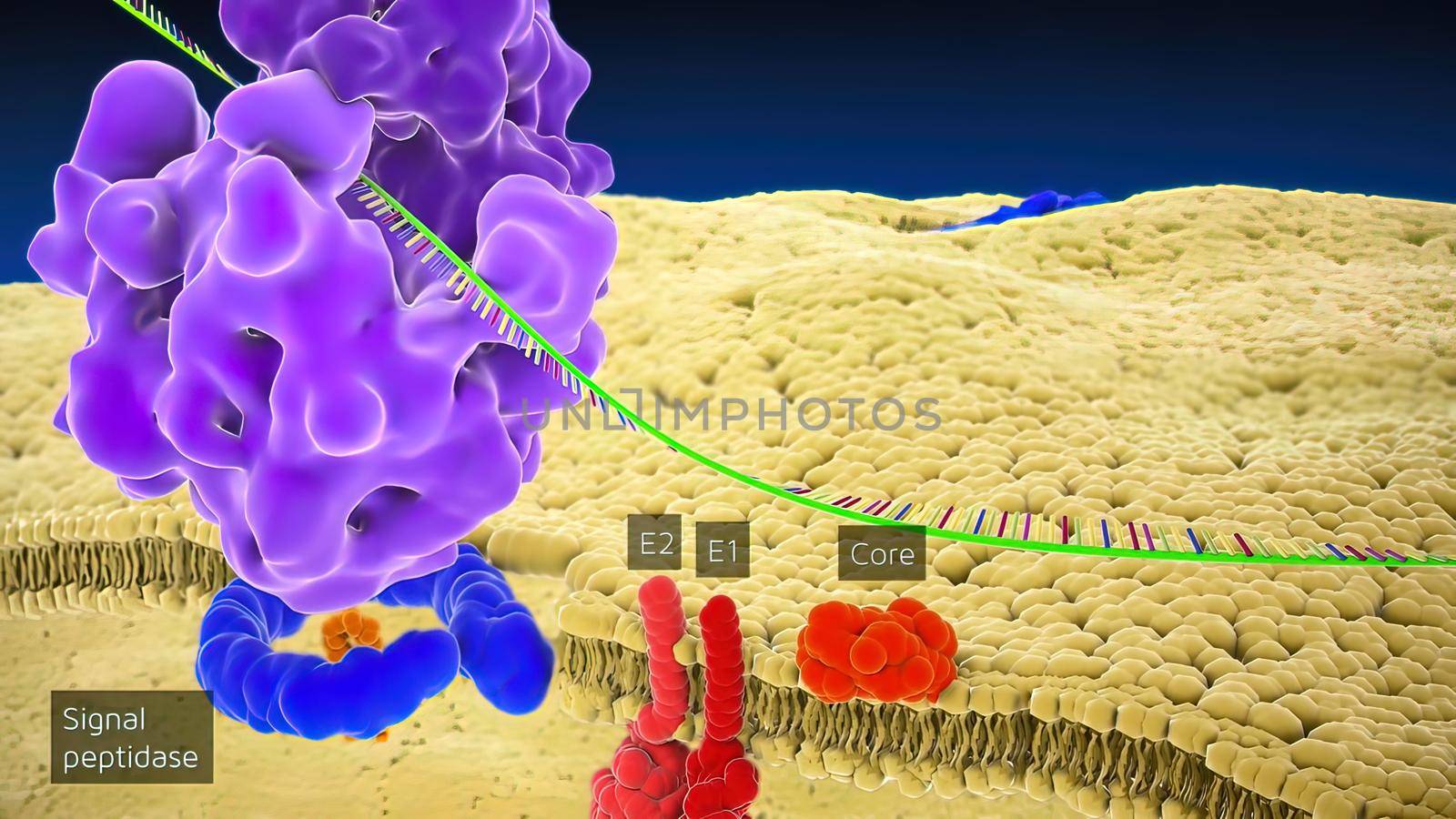 Ribosomal DNA (rDNA) is a DNA sequence that codes for ribosomal RNA 3D illustration