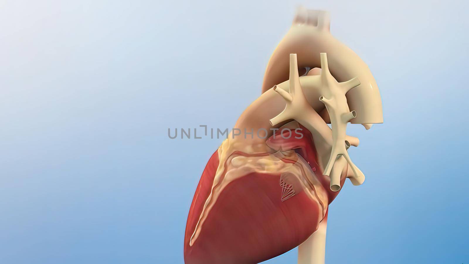 Human heart, realistic anatomy 3d model of human heart on the monitor, visual heart beating. Human anatomy, cardiovascular system.3D illustration
