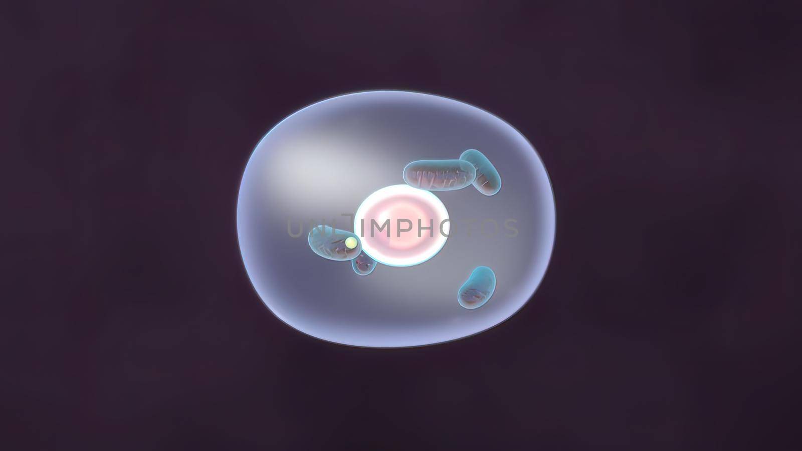 DNA mitochondrial DNA Mitochondria, a membrane enclosed cellular organelles which produce energy Mitochondria Cell energy and Cellular respiration Mitochondrial disease 3D illustration
