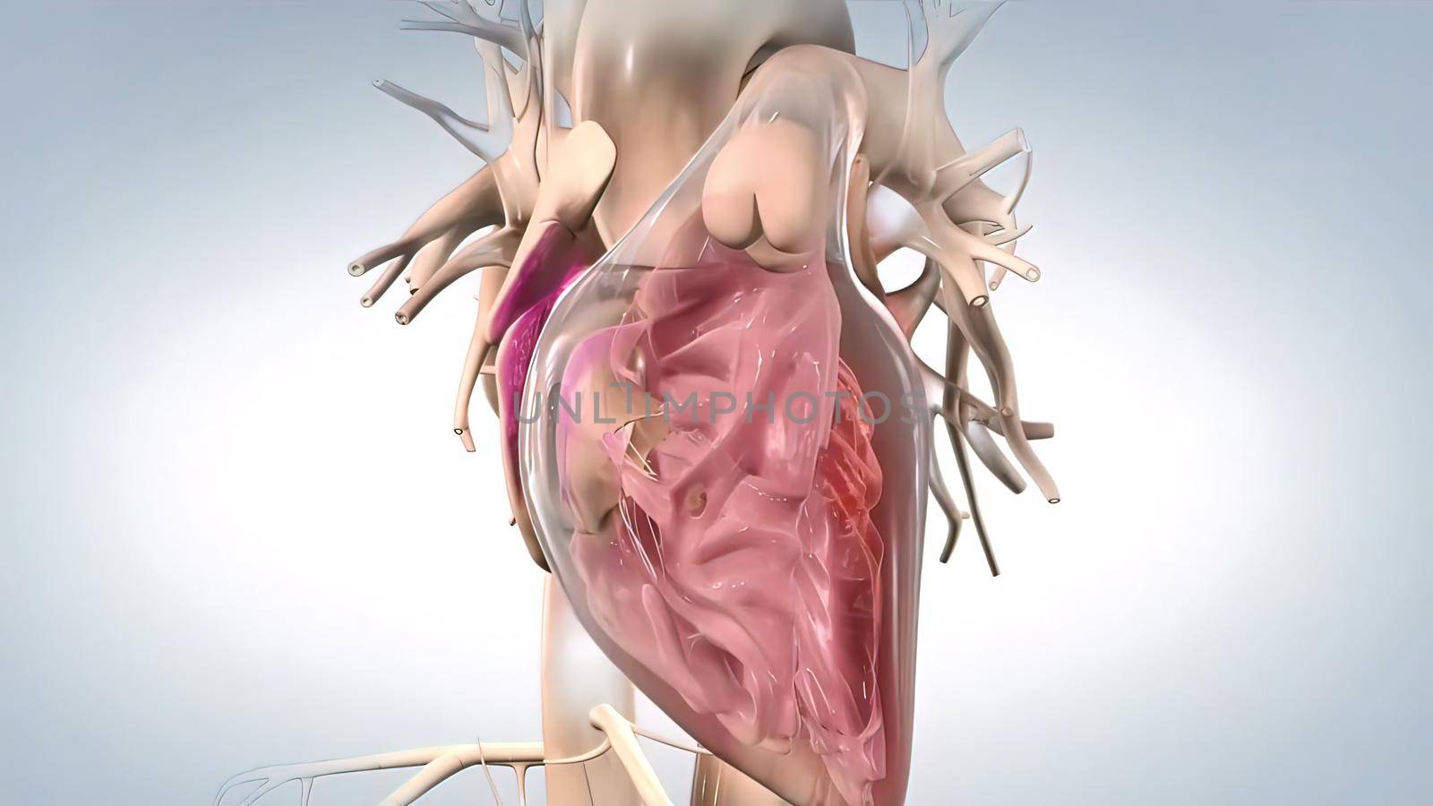 Systole, period of contraction of the ventricles of the heart that occurs between the first and second heart sounds of the cardiac cycle. 3d illustration