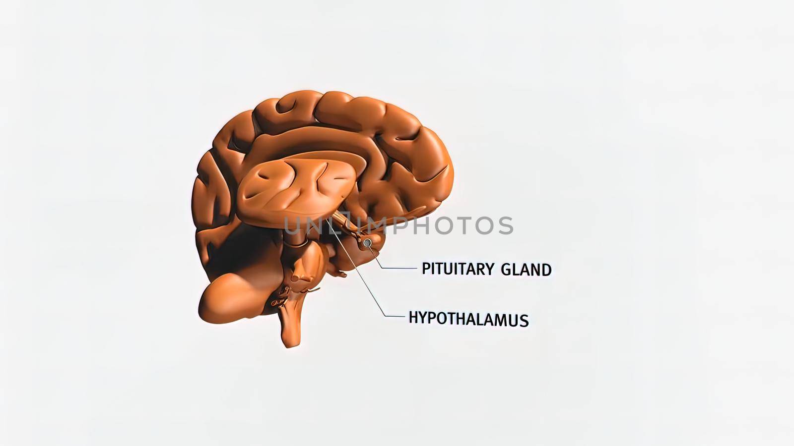 The hypothalamus is a region of the brain. It contains several types of neurons responsible for secreting different hormone 3D illustration