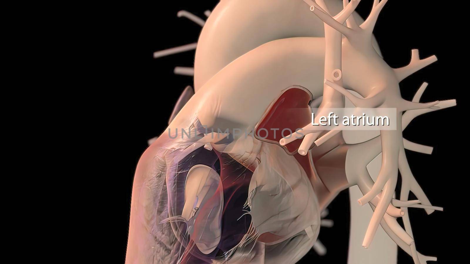 Human heart, realistic anatomy by creativepic