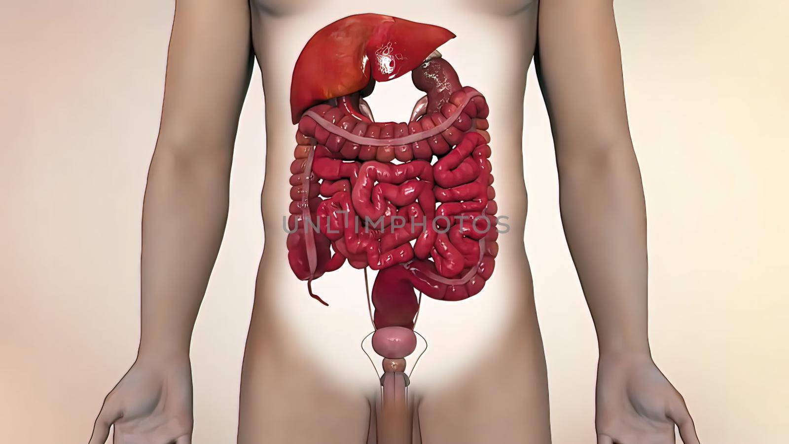 liver and colon cancer 3d medical by creativepic
