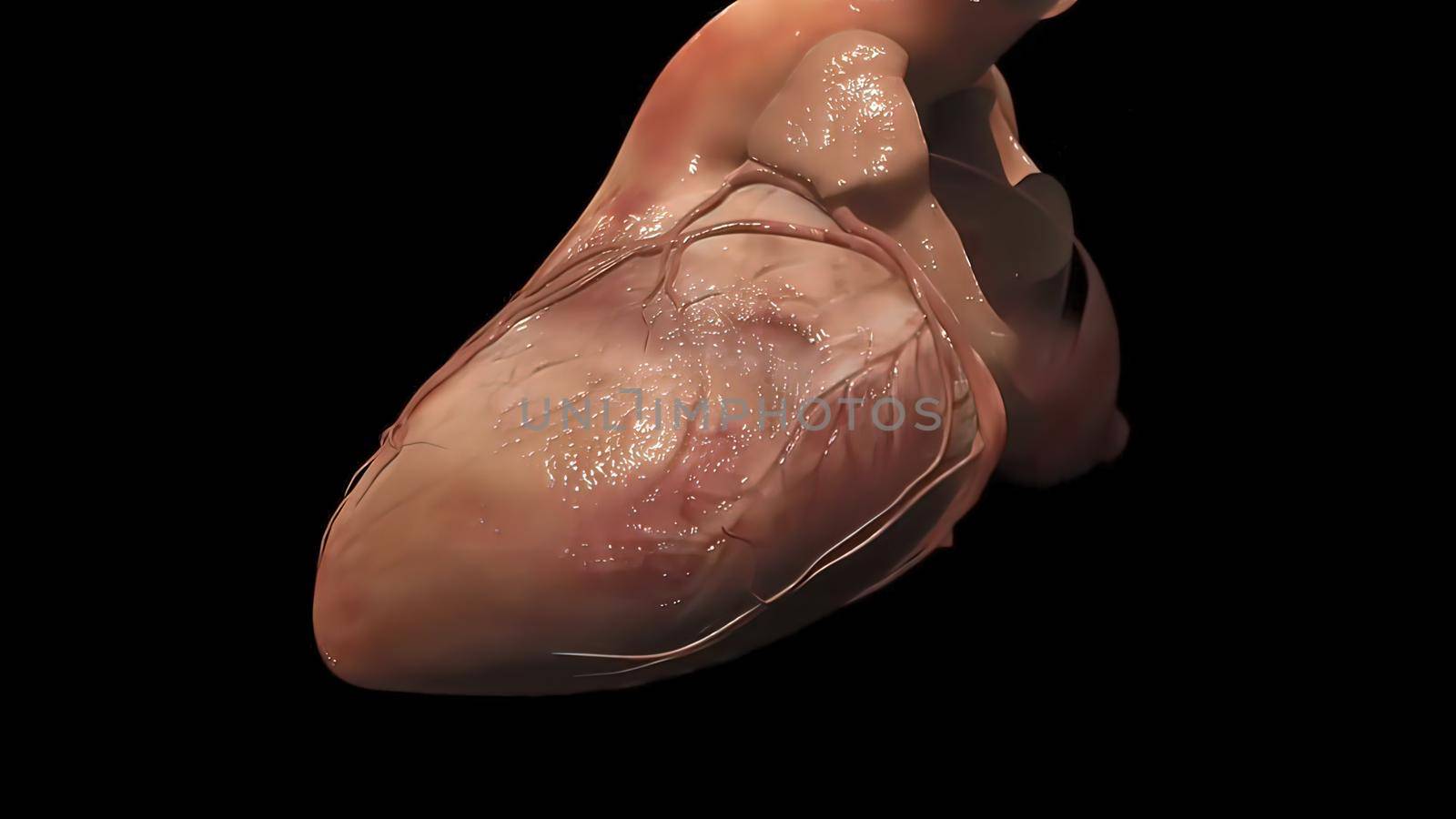 3D Illustration of Human Circulatory System Anatomy.heart, Heart model, Human heart model,