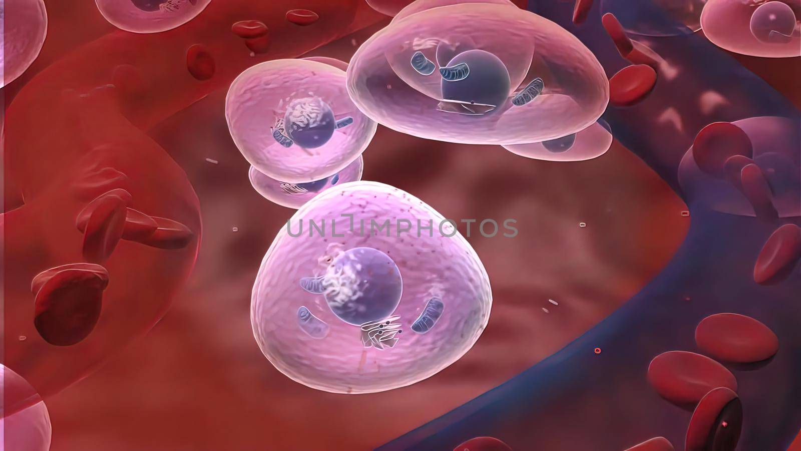 Macrophages are effector cells of the innate immune system that phagocytose bacteria and secrete both pro inflammatory and antimicrobial mediators. 3D illustration