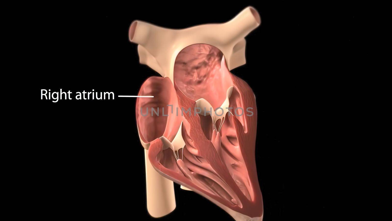 Chambers of the Heart The right atrium receives blood from the veins and pumps it to the right ventricle 3D illustration