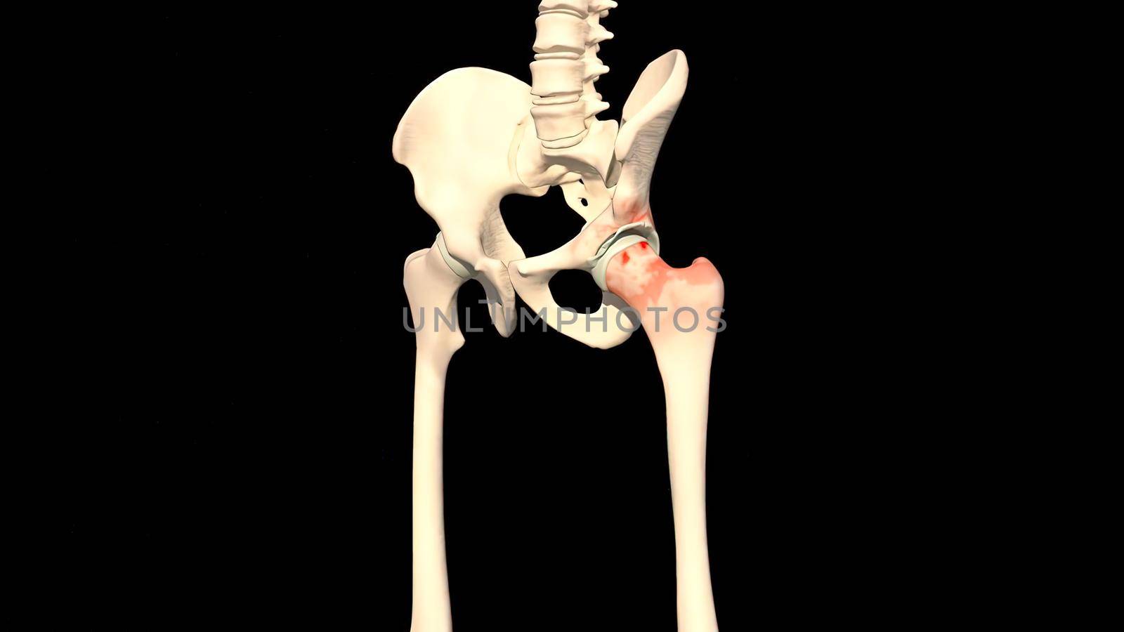 Leg skeletal anatomy.Leg joint by creativepic