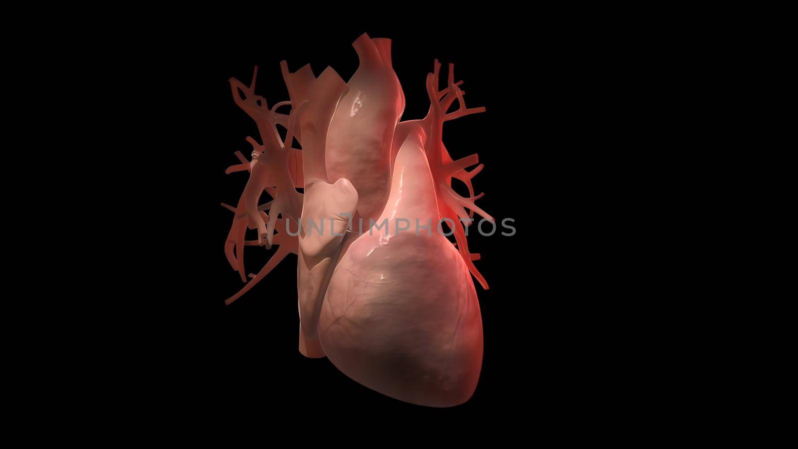 Human heart, realistic anatomy 3d model of human heart on the monitor, visual heart beating. Human anatomy, cardiovascular system. 3D illustration