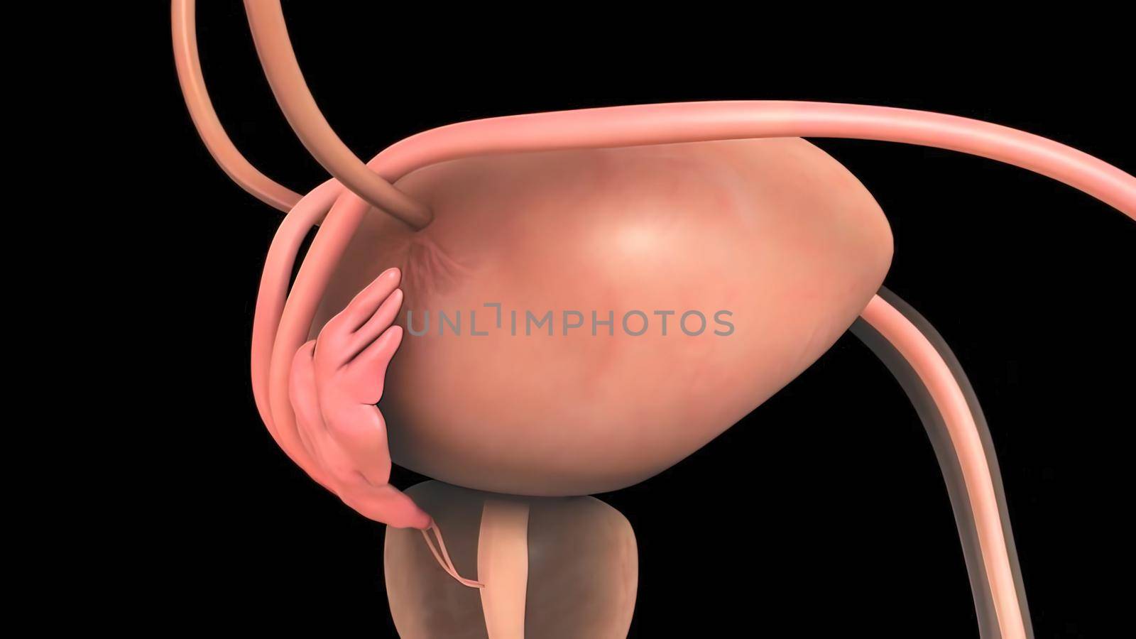 The vas deferens (ductus deferens) is a tubular structure derived from the mesonephric duct. 3D illustration