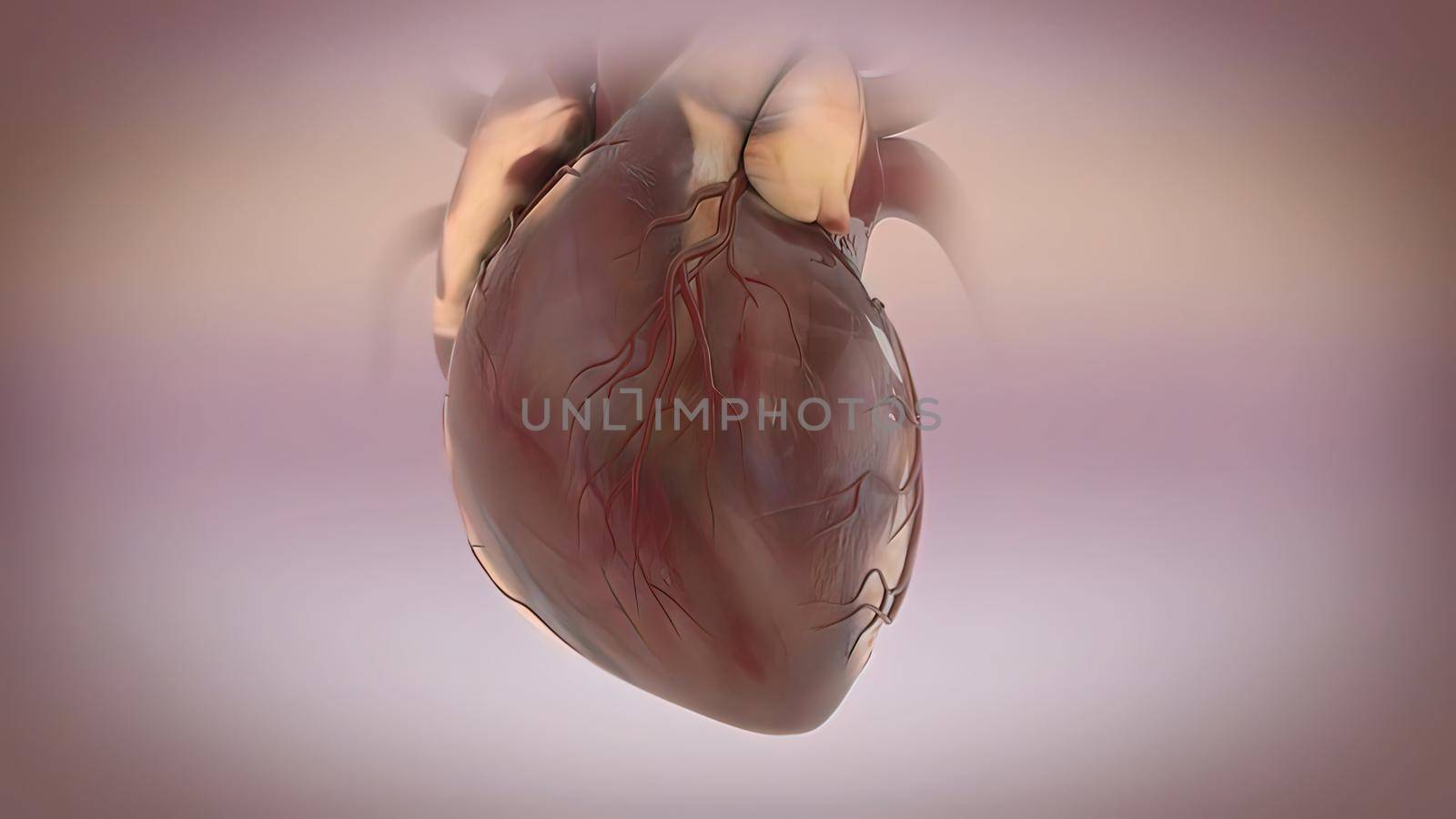 Human Circulatory System Heart Beat Anatomy Concept. 3D illustration