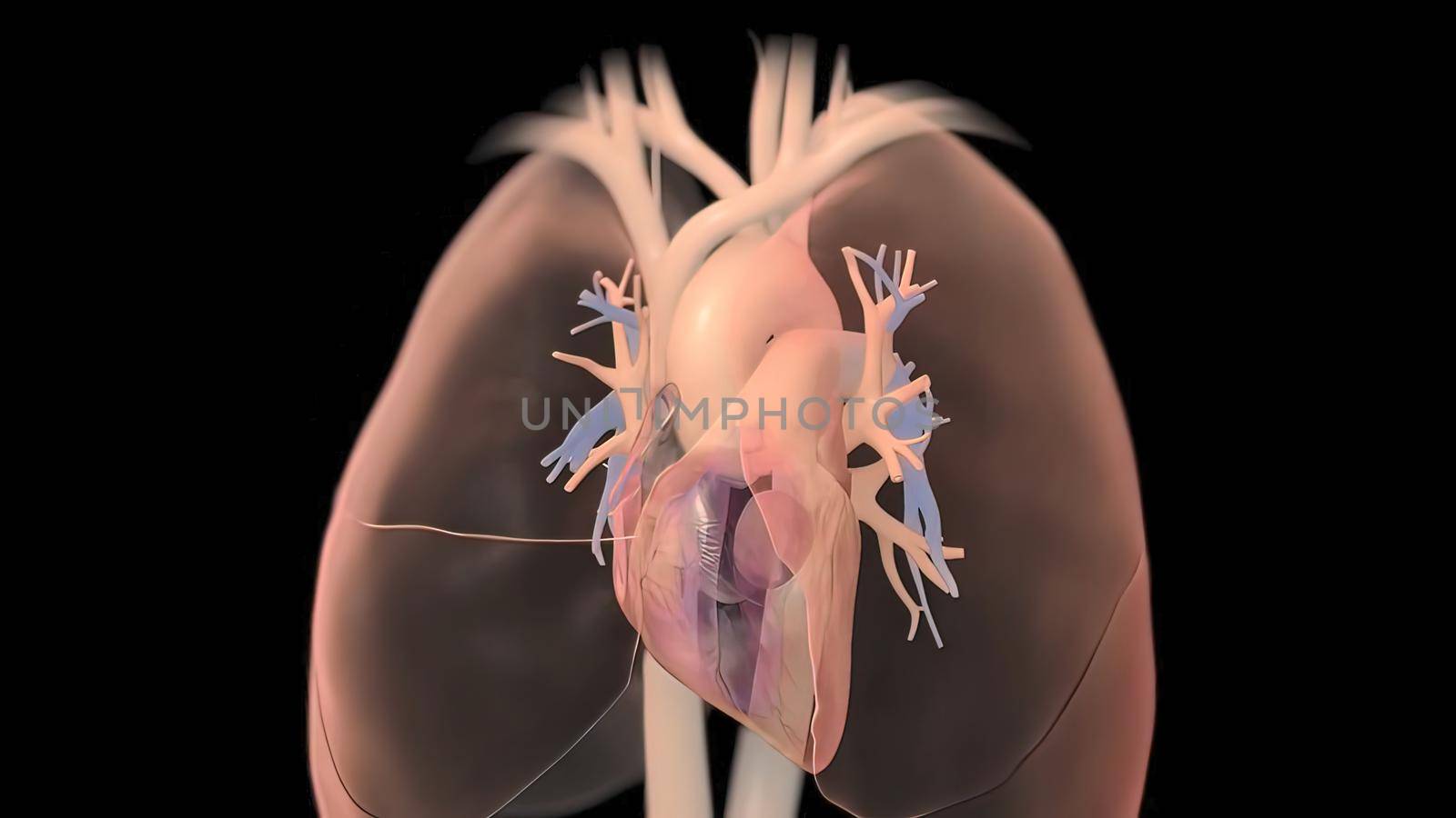 Human heart, realistic anatomy 3D illustration