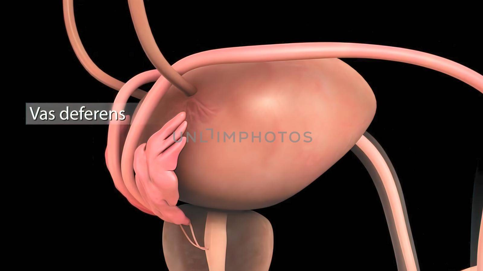 The vas deferens (ductus deferens) is a tubular structure derived from the mesonephric duct. 3D illustration