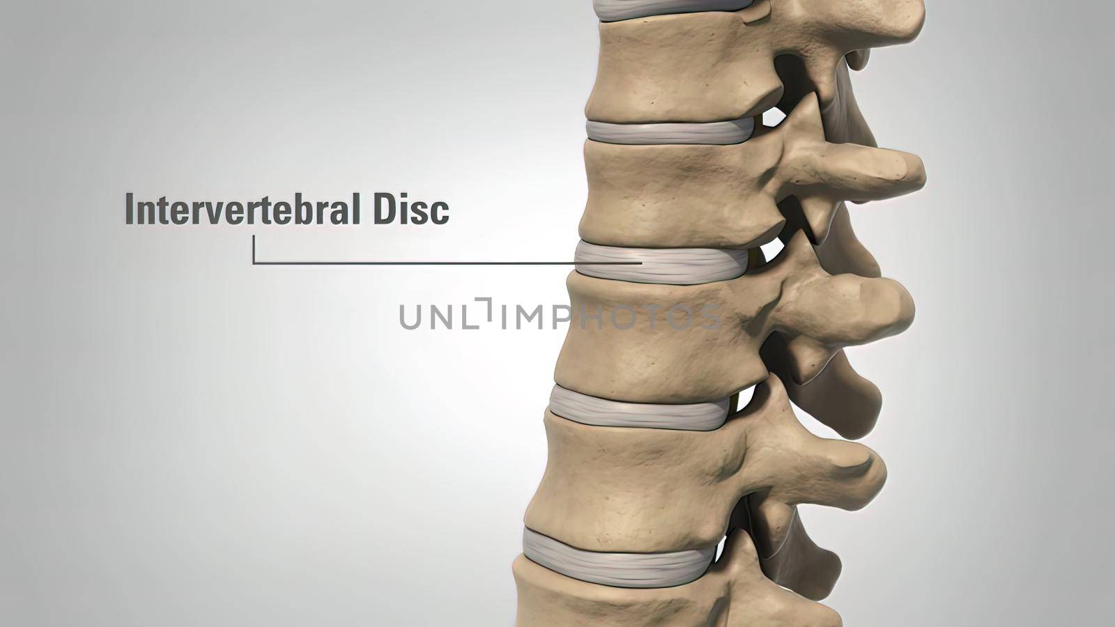 The lumbar spine refers to the lower back, where the spine curves inward toward the abdomen. 3d illustration