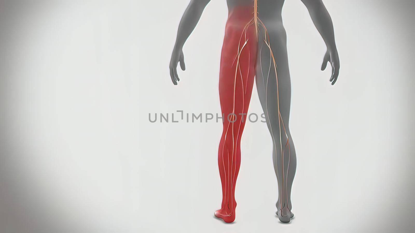 Left lower lower back nerve problem. 3D Medical 3D illustration by creativepic