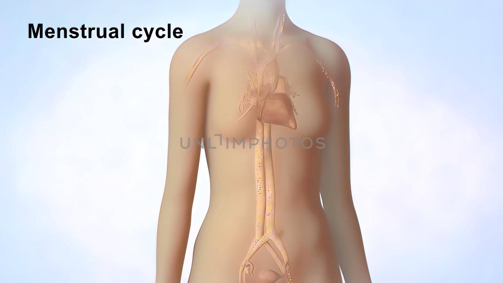 3D Medical illustration Female Reproductive System, Menstrual Cycle 3D illustration
