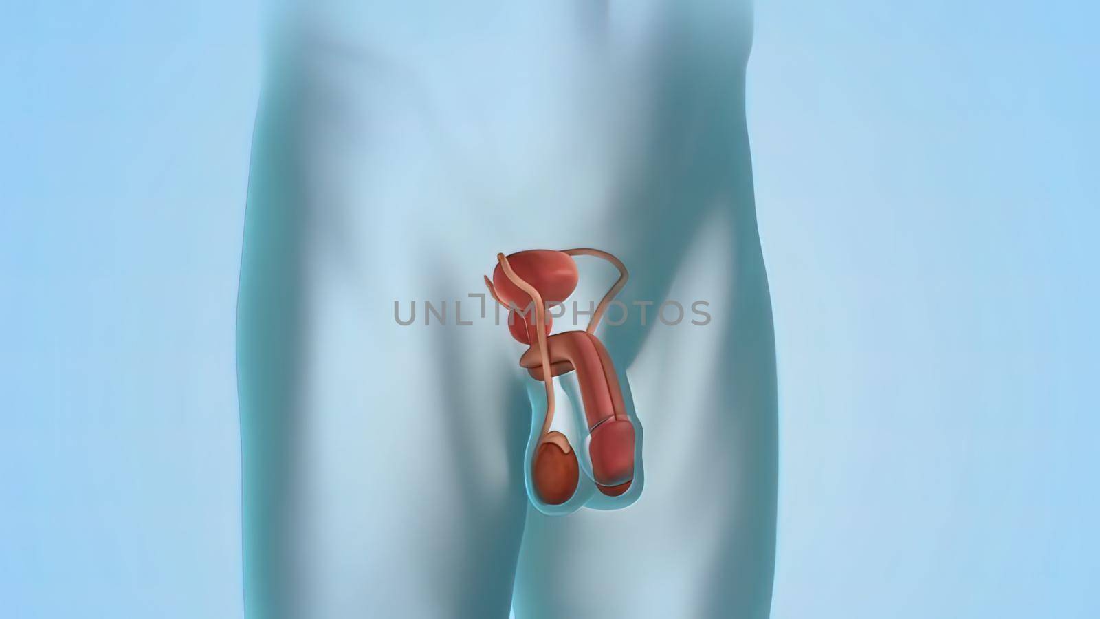 illustration of male reproductive system by creativepic