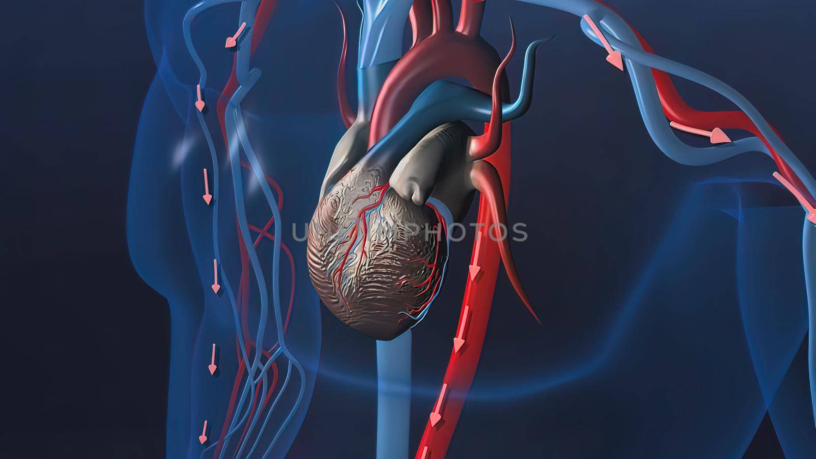 heart organs heart and veins 3D illustration