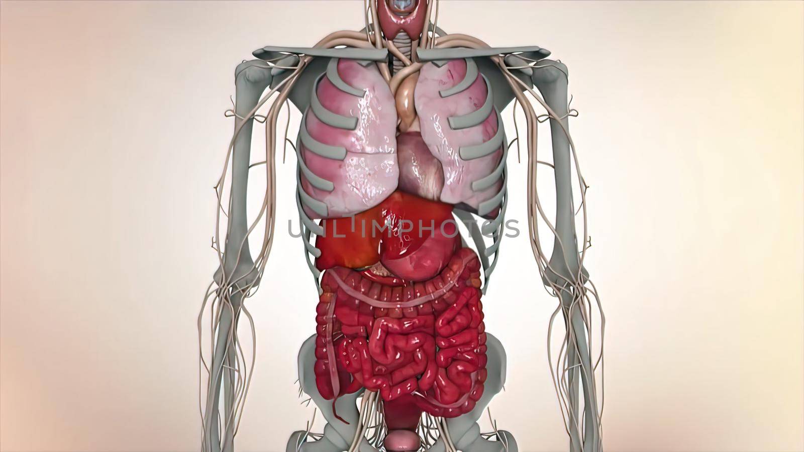 These external organs include the penis, scrotum and testicles. Internal organs include the vas deferens, prostate and urethra 3D illustration