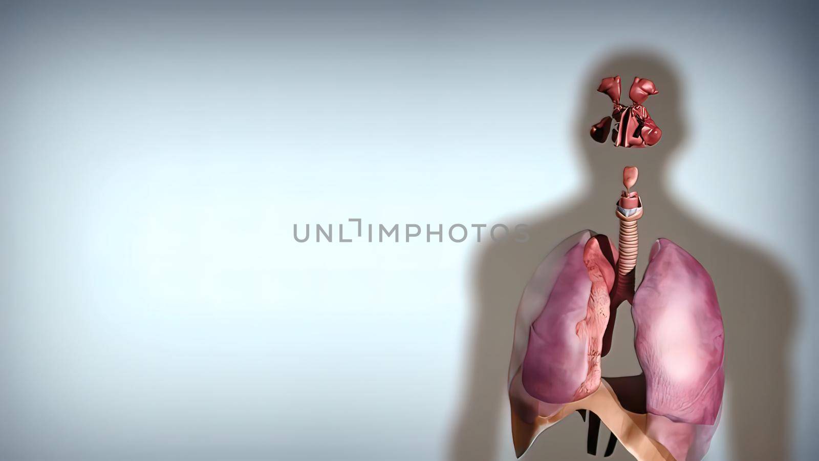 During gas exchange oxygen moves from the lungs to the bloodstream. At the same time carbon dioxide passes from the blood to the lungs. 3D illustration