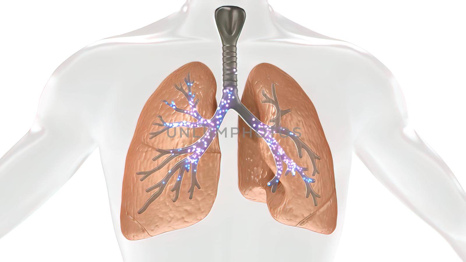 During gas exchange oxygen moves from the lungs to the bloodstream. At the same time carbon dioxide passes from the blood to the lungs. 3D illustration