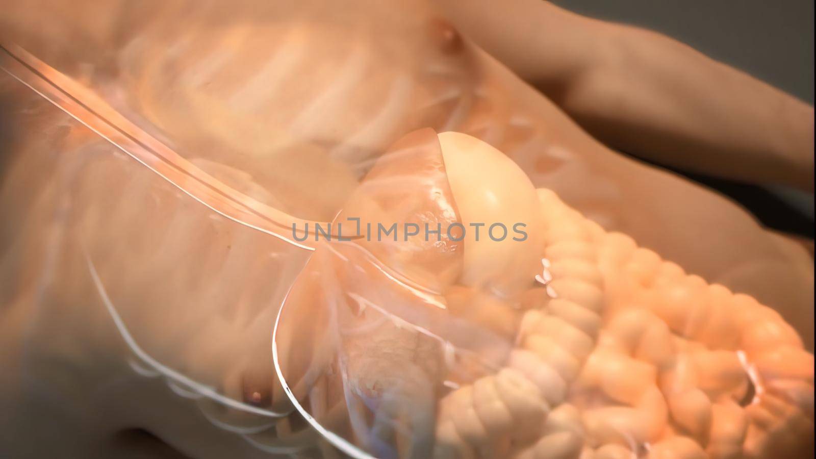 3D illustration Of The Human Internal Organ .