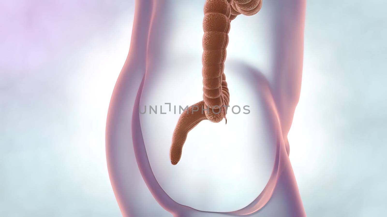The large intestine is the final part of the gastrointestinal tract and digestive system in vertebrates. 3D illustration