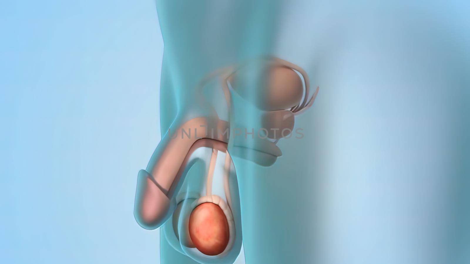 Epididymis, a highly convoluted duct behind the testis, along which sperm passes to the vas deferens. 3D illustration