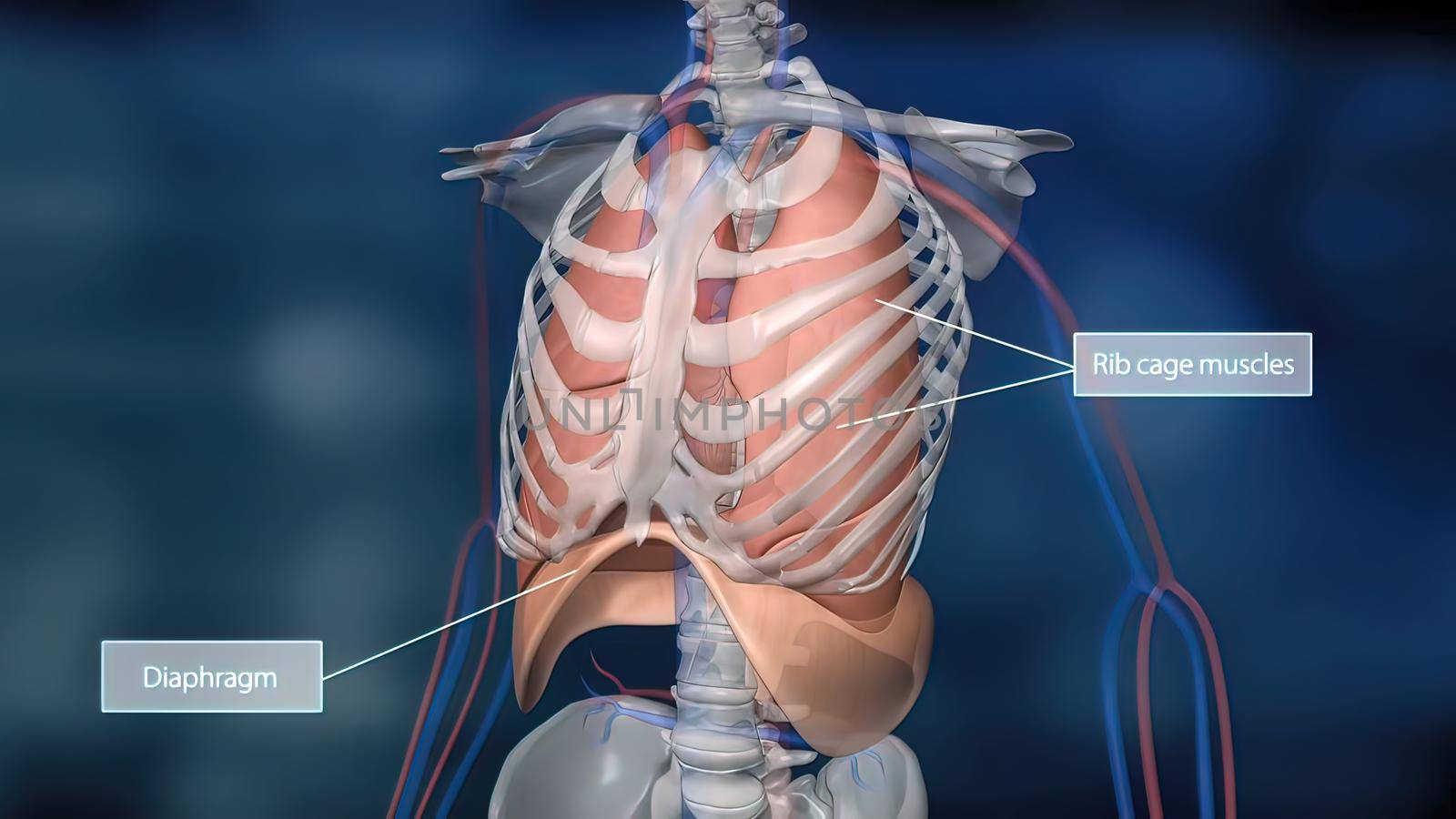 The diaphragm, located below the lungs, is the major muscle of respiration. 3D illustration