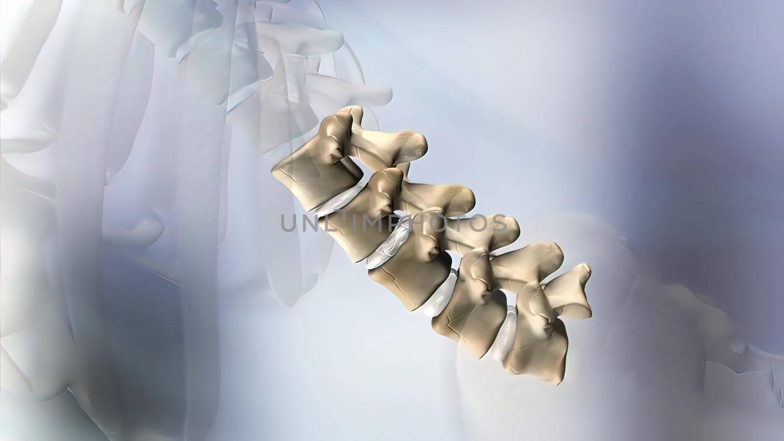 The lumbar spine refers to the lower back, where the spine curves inward toward the abdomen. 3D illustration