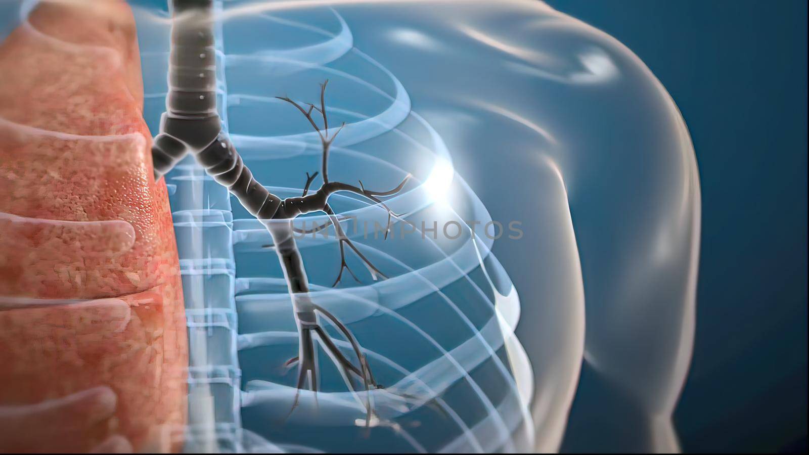 The lungs are a pair of spongy, air-filled organs located on either side of the chest . The trachea conducts inhaled air into the lungs through its tubular branches, called bronchi. 3D illustration