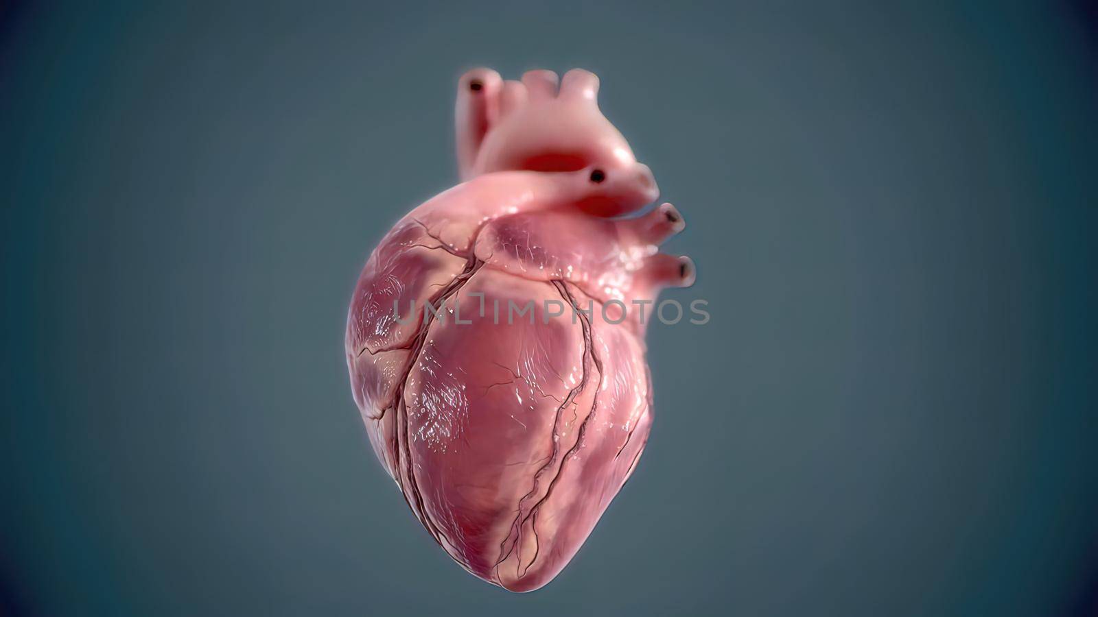 Human heart, realistic anatomy 3d model of human heart on the monitor, by creativepic