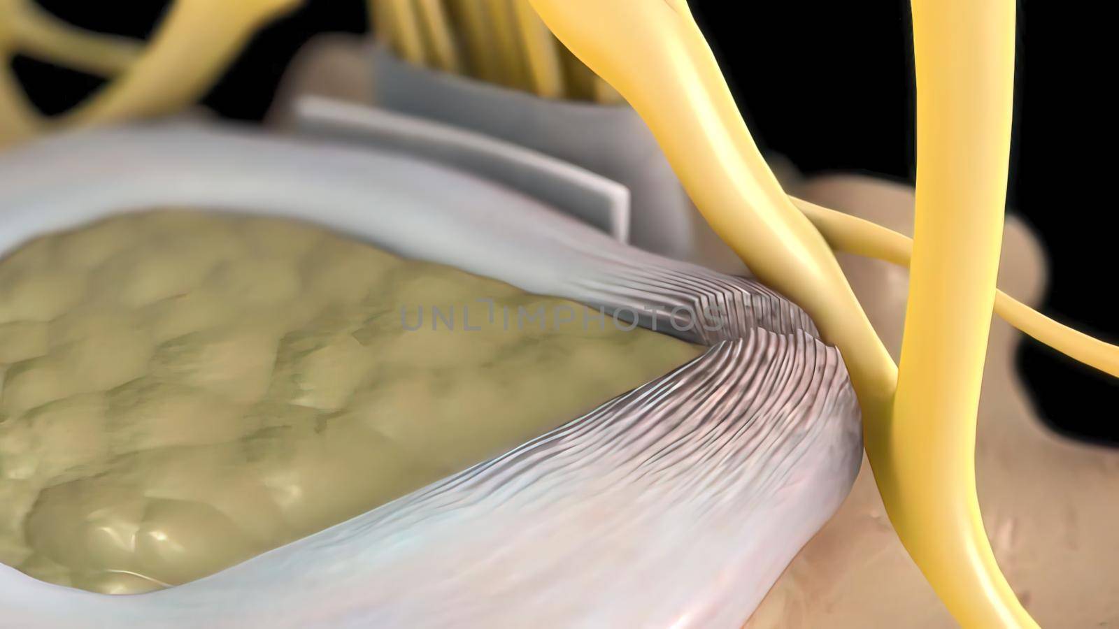 Discs situated between the spinal vertebrae absorb shock and facilitate movement. 3D illustration