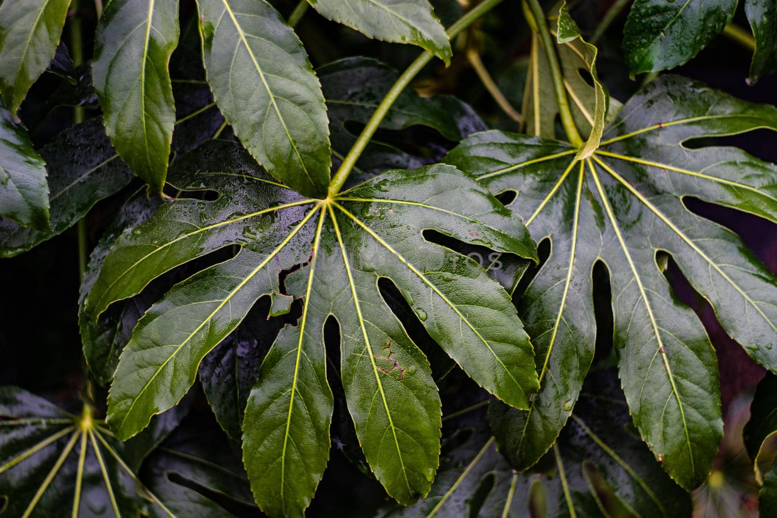 Close up of tropical leaves in rainy day in spring garden