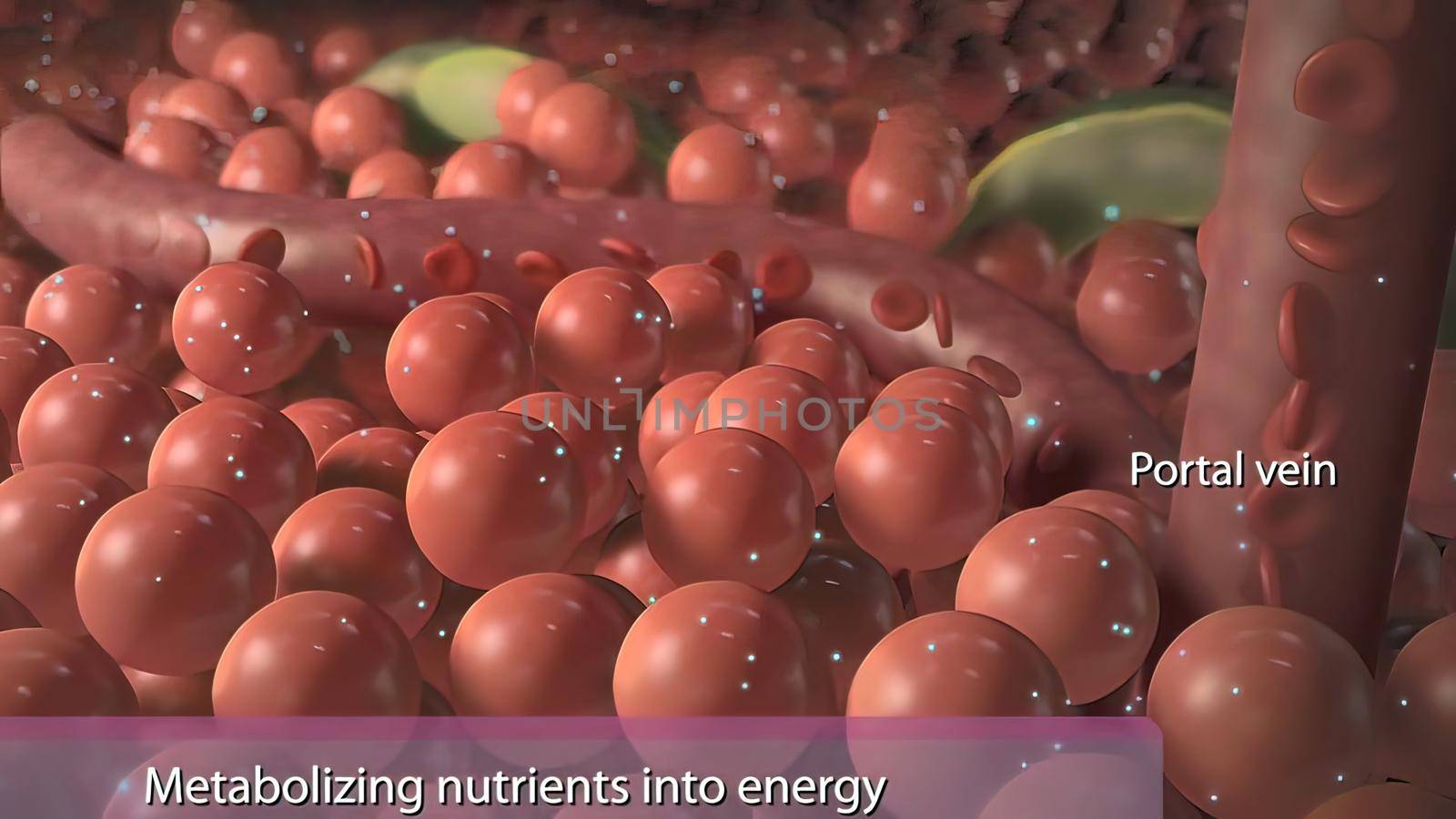 Metabolizing nutriens into energy 3D illustration