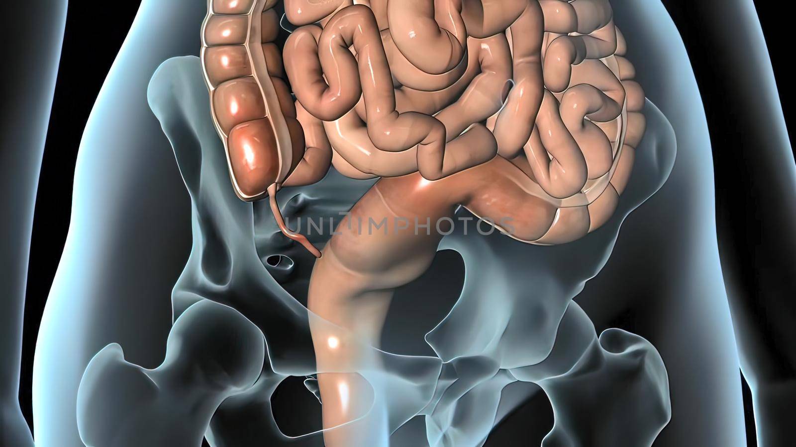 3d rendered medically accurate illustration of the colon 3D illustration