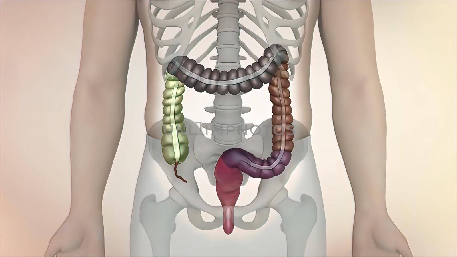 Human digestive system. Parts of the large intestine 3D illustration