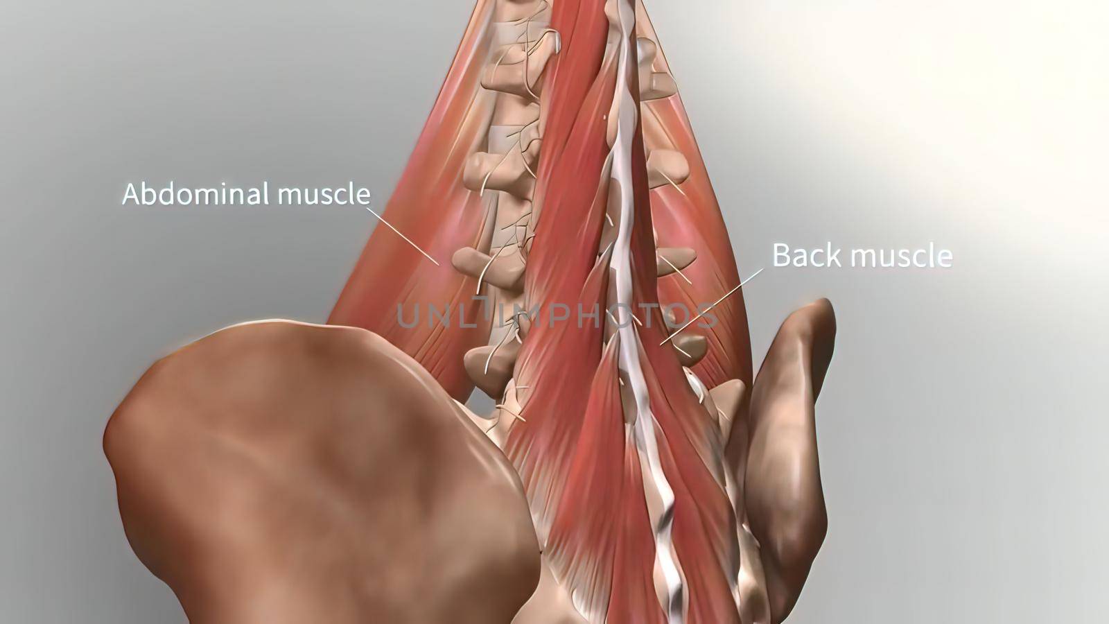 Muscular structure in the spinal cord 3D illustration