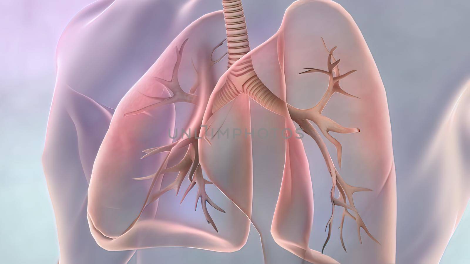 Bronchopulmonary segmental anatomy. Lung cancer by creativepic