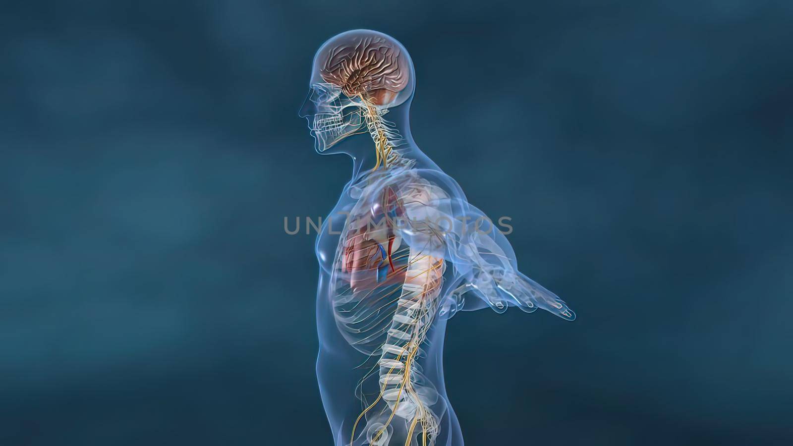 heartbeat and nervous system 3D illustration