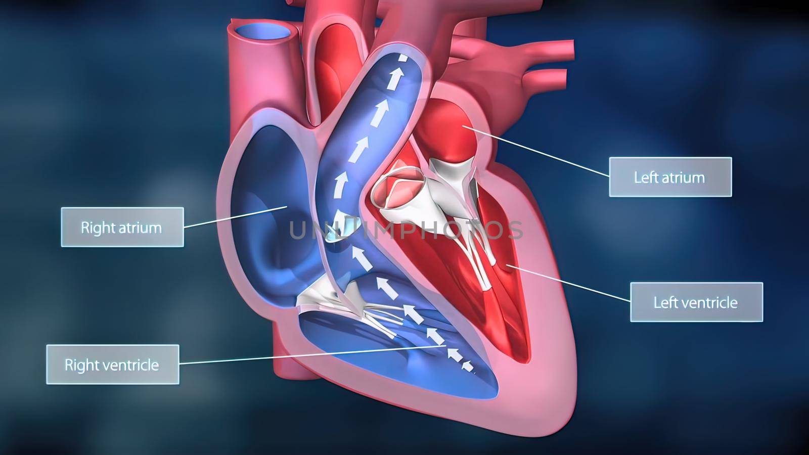 As the heart beats, it pumps blood through a system of blood vessels, called the circulatory system. The vessels are elastic, muscular tubes that carry blood to every part of the body. 3D illustration