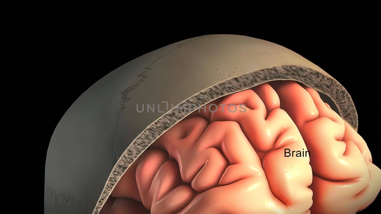 Membrane surrounding the central nervous system 3D illustration