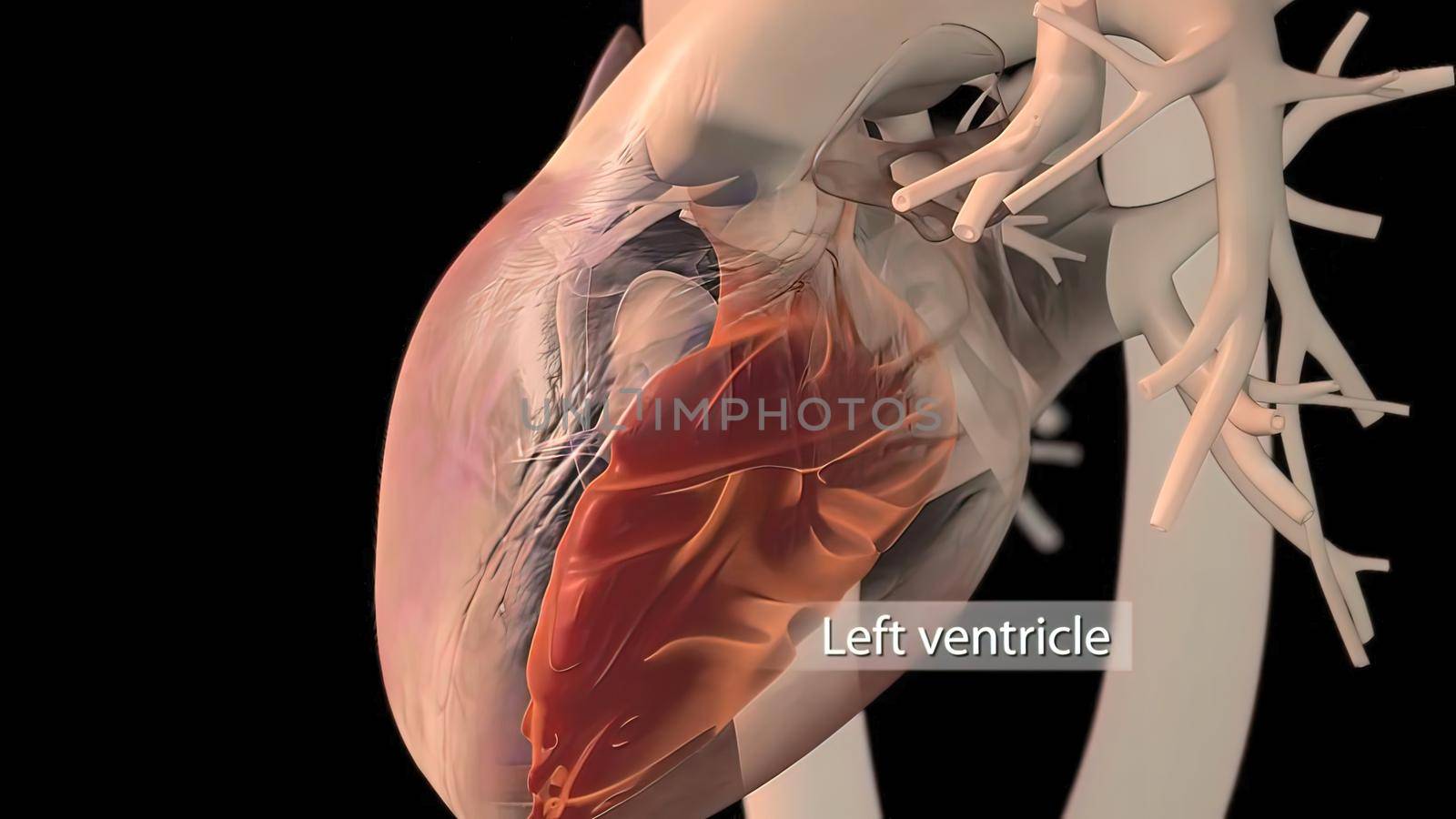 Human heart, realistic anatomy 3D illustration